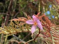 Fern Leaf Begonia / Begonia bipinnatifida / Farnblatt Begonie - Botanischer Garten der Universitat Zurich, Switzerland
