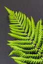 Fern leaf on the black background. Royalty Free Stock Photo