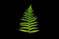 Fern leaf on a black background. Green plant with curly branches. Royalty Free Stock Photo