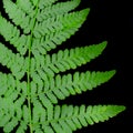 Fern Leaf on Black Background Royalty Free Stock Photo