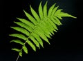 Fern leaf on a black background. Royalty Free Stock Photo