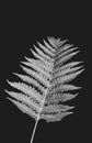 Fern Leaf Black / White Texture Close-Up Macro Background - Wallpaper Royalty Free Stock Photo