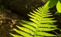 Fern leaf on blurred dark ground background in forest Royalty Free Stock Photo