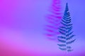 Fern leaf on a bright neon background. copy space. Gradient from pink to blue