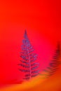 Fern leaf on a bright saturated red background. copy space. vertical photo