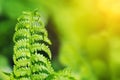 Fern leaf on a clear sunny day. Beautiful summer natural background Royalty Free Stock Photo