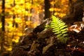 Fern leaf close up, autumn background. Autumn lansdscape Royalty Free Stock Photo