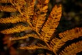 Autumn fern leaves in the forest Royalty Free Stock Photo