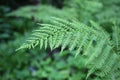 Fern leaf close up background Royalty Free Stock Photo