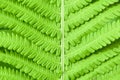 Fern leaf close-up background. Natural background. Detail of a fern leaf in close up. Detail of a single fern leaf in close up