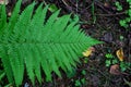 Fern leaf close-up. Green fern in the forest. Top view. Beautiful fern background Royalty Free Stock Photo