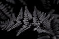 Fern leaf close-up, herbal natural black background, texture of leaves bracken. Royalty Free Stock Photo