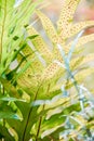 Fern leaf close up, Nautre background Royalty Free Stock Photo