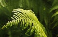 Fern leaf close -up Royalty Free Stock Photo