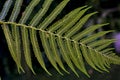 A fern leaf. Close up view of the plant Royalty Free Stock Photo