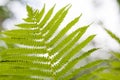 Fern leaf closeup floral background Royalty Free Stock Photo