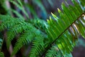 Fern leaf closeup, summer forest natural abstraction.Wild foliage with green fern leaf. Summer greenery background