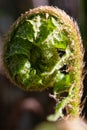 Fern leaf coiled fiddlehead macro texture, uncoiling Royalty Free Stock Photo