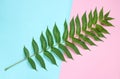 Fern leaf on a colored pastel background, botanical style, top view, minimalism. Royalty Free Stock Photo