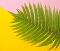 Fern leaf on a colored pastel background. top view, minimalism. Royalty Free Stock Photo