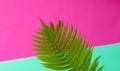 Fern leaf on a colored pastel background. top view, minimalism. Royalty Free Stock Photo