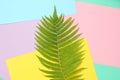 Fern leaf on a colored pastel background. top view, minimalism. Royalty Free Stock Photo