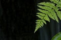 Fern leaf against dark background in Japanese Garden on Vancouver Island, Canada Royalty Free Stock Photo