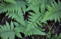 Fern leaf