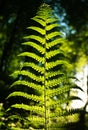 Fern Leaf In Forest On Background Of Green Woods In Sunlight