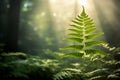 A fern leaf in the forest, close up. Blurred background of nature. Beautiful rays of the sun at sunrise Royalty Free Stock Photo