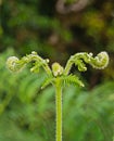 Fern leaf in the forest. Royalty Free Stock Photo