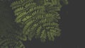 Fern leaf in the forest. Green fern leaves on dark backgound of shadow forest Royalty Free Stock Photo