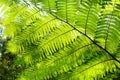 Fern leaf in the forest shone by the rays of the sun