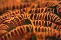 Fern leaf frond autumn fall brown macro Royalty Free Stock Photo