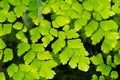 Maidenhair ferns , Adiantum Raddianum in natural daylight on dark Background