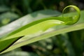 Fern leaf