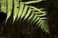 Fern Leaf Royalty Free Stock Photo