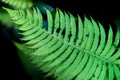 Fern Leaf