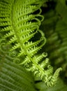 Fern leaf Royalty Free Stock Photo