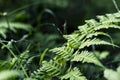 Fern leaf on green garden background. Green fern macrophoto. Fairy tale forest scene. Royalty Free Stock Photo