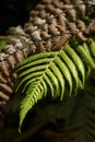 Fern Leaf Royalty Free Stock Photo