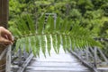 A fern leaf is held by one hand. Seen in New Zealand