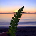 Fern leaf held up into sunset with calm lake and mountains