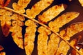 A fern leaf illuminated by the setting sun.