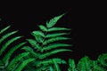 Fern leaf isolated on black background for rainforest plant object Royalty Free Stock Photo