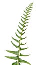 Fern Leaf Isolated Over White Royalty Free Stock Photo