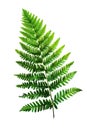 Fern leaf isolated on transparent background Royalty Free Stock Photo
