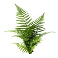Fern leaf isolated on transparent white background, close up, side view Royalty Free Stock Photo