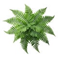 Fern leaf isolated on transparent white background, close up, top view, view from above Royalty Free Stock Photo