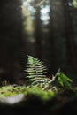 Fern leaf on light in the dark forest Royalty Free Stock Photo